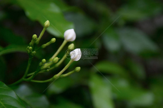 茉莉花白花图片