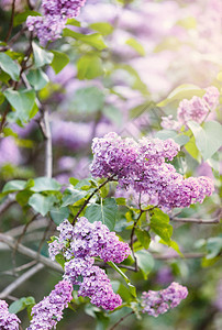 春天盛开的粉红色紫丁香灌木与阳光盛开的紫色和紫丁香花春图片