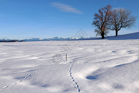 美丽的雪景观背景图片