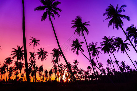 日落天空下的热带棕榈椰子图片