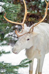 长青树和背景的松林中可爱的白鹿俄罗斯冬季图片