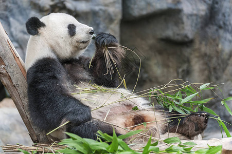 熊猫吃竹子的画像图片