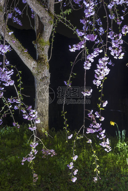 日本花园夜间盛开的樱花树图片