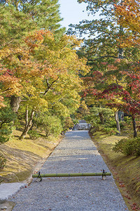 秋天日本京都亚林山的K图片