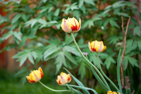 花园里春天开花的双色郁金香图片