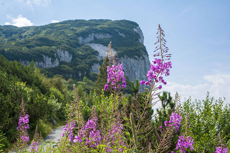 阿尔卑斯山美丽的夏季景色奥地利提罗尔的图片