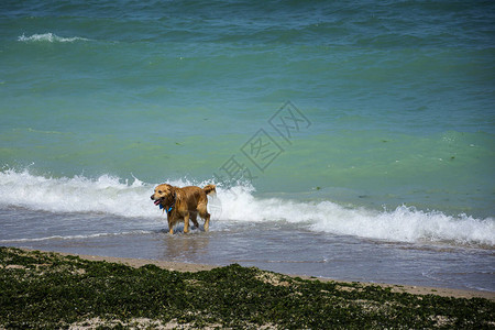 狗在黑海沿岸的非主流旅游胜地VamaVeche海滩上奔跑图片