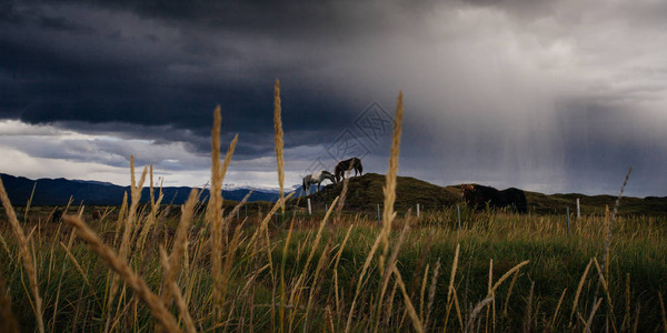 冰岛田野里的马雨天图片