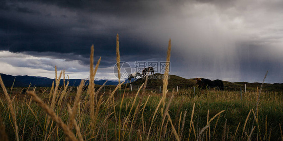 冰岛田野里的马雨天图片