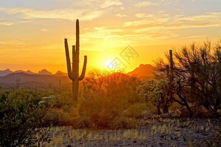 亚利桑那沙漠的日落景色有萨瓜罗图片