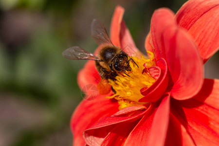 大丽花上的蜜蜂图片