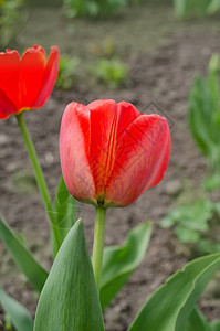 花园背景上的红色郁金香红色多彩图片