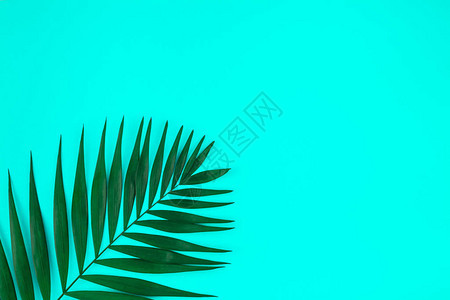 彩色纸背景上绿色热带棕榈叶的创意平躺顶视图图片