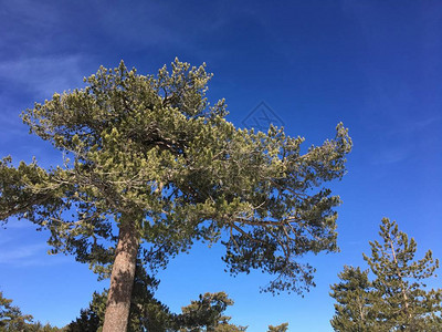 阳光在冬季森林中闪耀蓝天空背景的青山绿松树美图片