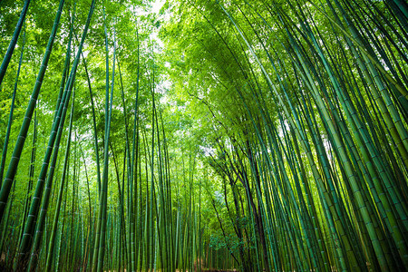 岚山竹绿色森林早晨京都日本图片