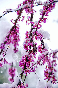 特写镜头中被雪覆盖的樱花树枝图片