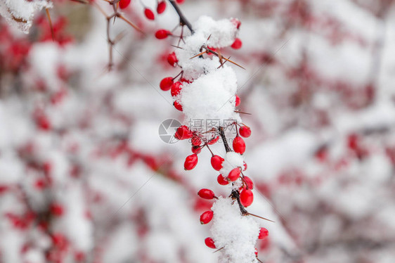 被雪覆盖的红色浆果图片