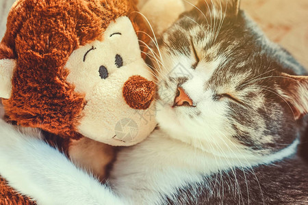 灰猫抱着一个毛绒玩具睡觉梦中宠物的特写毛绒玩具猴子和一图片
