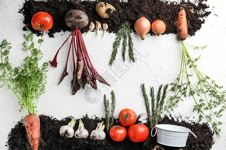 白色背景的蔬菜和土壤不同图片