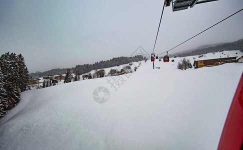 雪和松树在图片