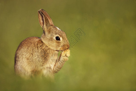 坐在英国草原上的欧洲小兔图片