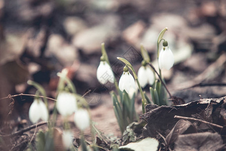 春天的雪花莲希望和纯洁的象征图片