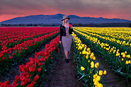 年轻漂亮的女人在日落时在五颜六色的郁金香田里西雅图附近斯卡吉特谷的红色和黄色郁金香弗农山图片