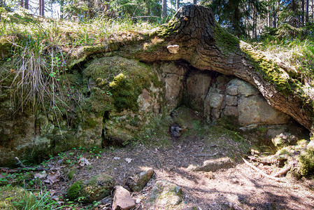 树根小心地拥抱着石板美妙的Valaam岛位于卡累利阿的Lodozhskoye湖上巴兰通图片