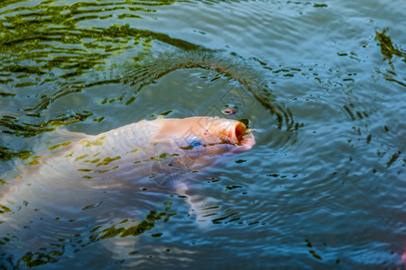 Koi鱼nikikigoi在干净的池塘中游泳图片