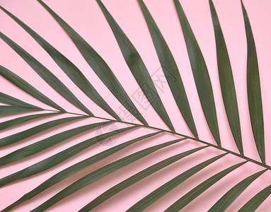 粉红色背景上的棕榈树背景图片