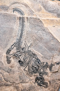 史前恐龙化石包围在石岩中背景图片