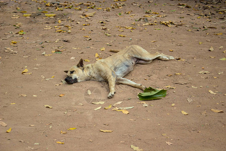 躺在柬埔寨肮脏道路上的母狗StrayS图片