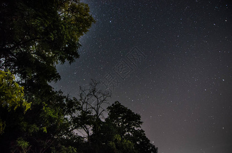 夜晚的树和星图片