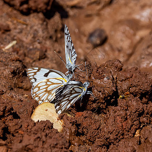 棕色白蝴蝶在南部非洲稀树草原一个背景图片