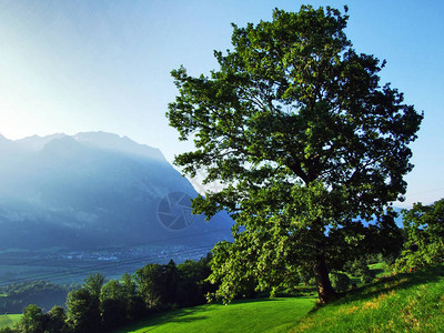 瑞士圣加仑州Alvier山与Seeztal河谷之间斜坡上的图片