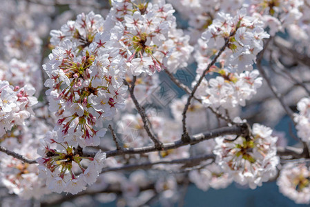 目黑樱花节日本东京目黑河春季樱花盛开许多来日本的游客选择在樱花盛图片