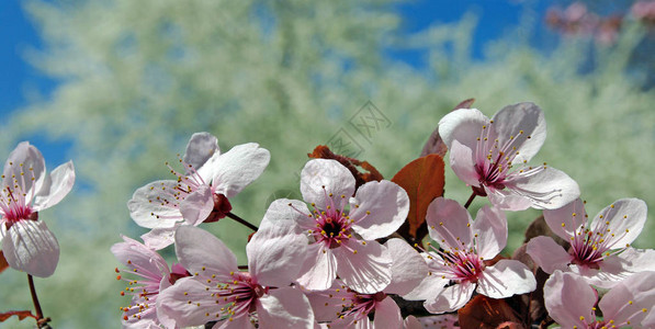 在春天的美丽的樱花佐仓图片