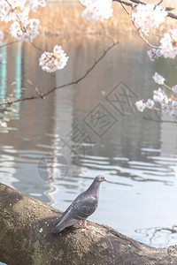 日本东京乌尼诺公园湖周围自然背景的阳光明媚的春天图片