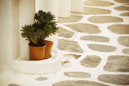 希腊米科诺斯岛街头的花盆背景图片