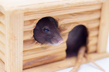 家养的装饰老鼠从木屋里望出去年的象征图片