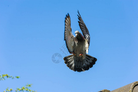 赛鸽回家准备着陆翼羽和尾羽飞快冲破速度翅图片