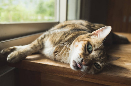 睡在木桌上的懒猫图片