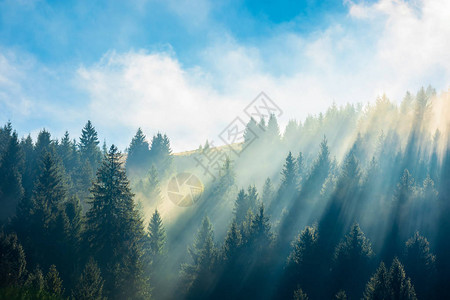 秋天的梦幻般的雾景正午时分在山坡上的松树林美妙的阳光明媚的天气图片