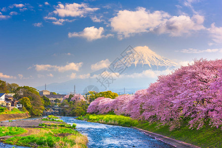 富士山日本春天风景和樱花盛开的河流图片