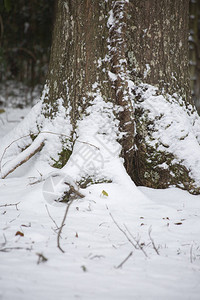 在雪覆盖的地面上树干底部图片