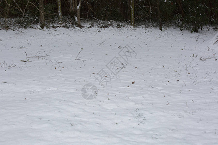 冬季地面上的白色雪覆盖物的特写图片