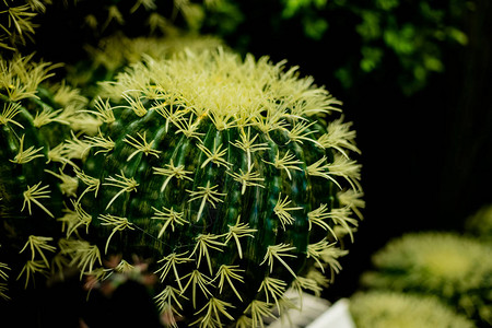 大仙人掌植物种类Echinocactus生长在沙漠栖息地图片