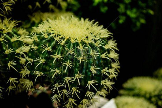 大仙人掌植物种类Echinocactus生长在沙漠栖息地图片