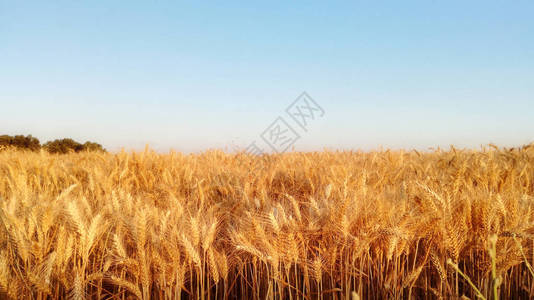日落时的麦田成熟的黄色谷物图片