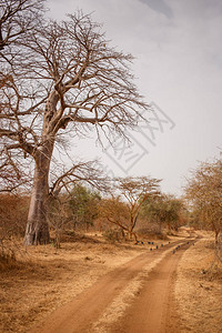 鸟儿在沙路上逃跑Safari中的野生动物非洲塞内加尔的猴面包树和灌木丛林班迪亚保护区气候炎热干图片